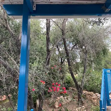 Bellina * Πεύκος