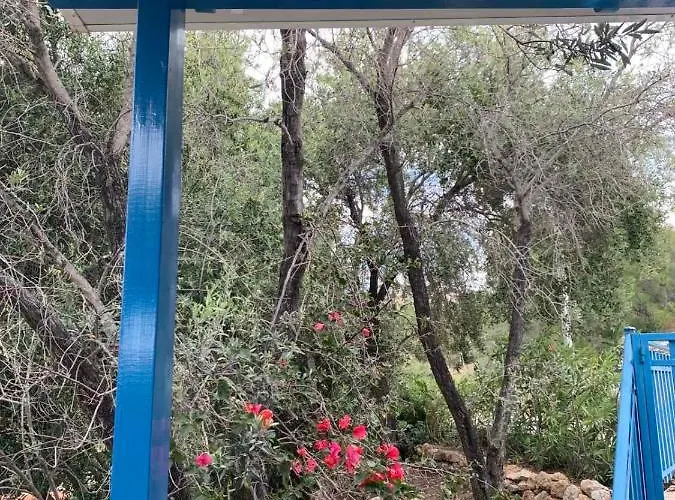 Bellina * Πεύκος